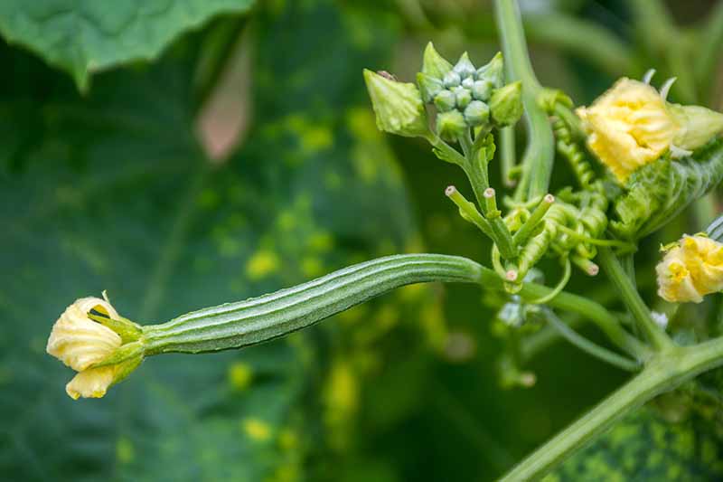 A close up of a young loofah plant growing in the garden with yellow flowers and long green developing fruits, on a soft focus green background.