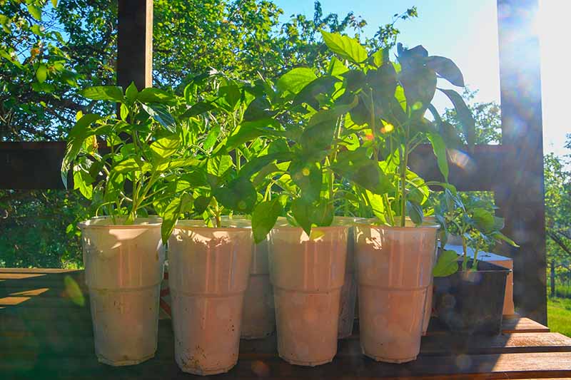 A close up of a variety of seedlings growing in pots on a sunny deck shelf, in bright sunshine with trees and blue sky in the background.