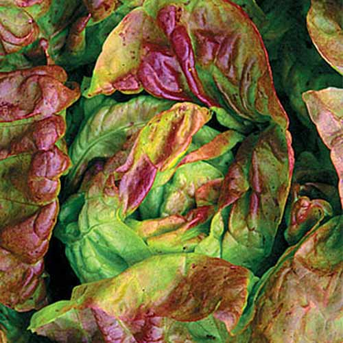 A top down close up picture of the 'Yugoslavian Red' lettuce variety with light green and red leaves surrounding a round center heart.