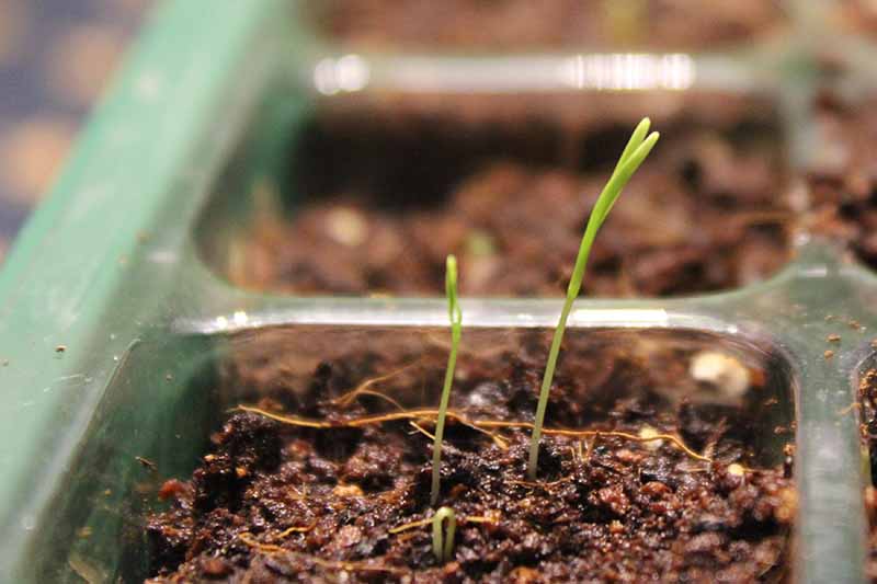 A close up of seedlings in a tray just emerging through the soil on a soft focus background.