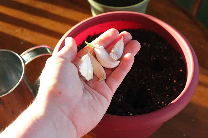 A hand from the left of the frame holding three garlic cloves that have just begun to sprout, with a large red plastic container in the background, ready for planting.