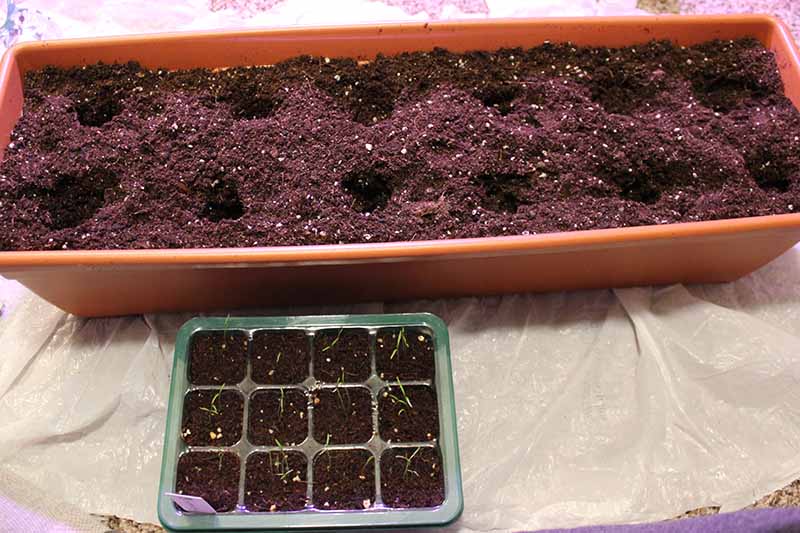 A close up of a long rectangular container with potting soil that has had holes dug in it for transplanting seedlings. To the bottom of the frame is a seedling tray ready for transplanting.