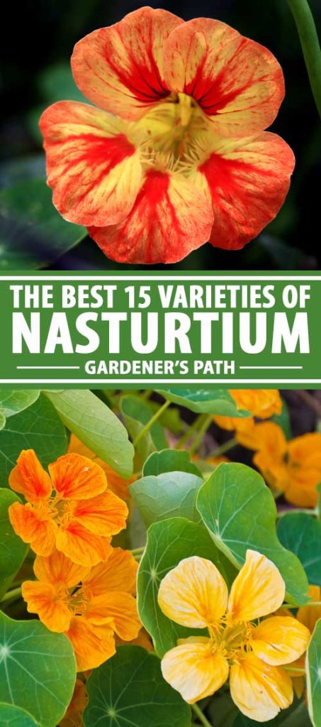 A collage of flower showing different varieties of nasturtium flowers.