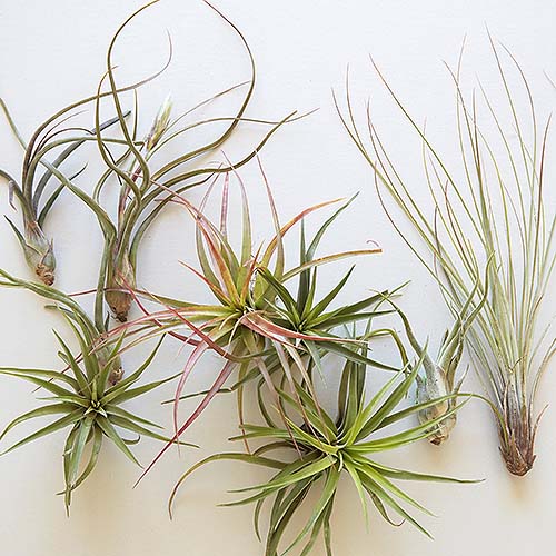 A close up of various air plants available in an air plants kit from Succulent Gardens, set on a white surface.