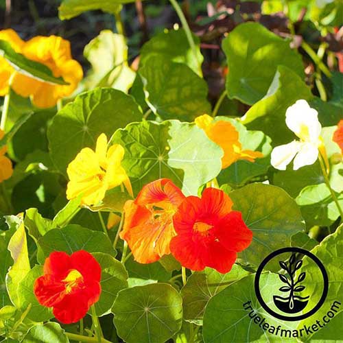 A close up of the red and yellow blooms of the 'Alaska' nasturtium variety. This cultivar has unique green and white variegated leaves, and is pictured in bright sunshine on a soft focus background. To the bottom right of the frame is a black circular logo and text.