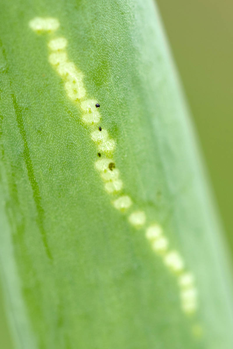 A close up of a leaf showing the damage done by the Allium leafminer on a green soft focus background.