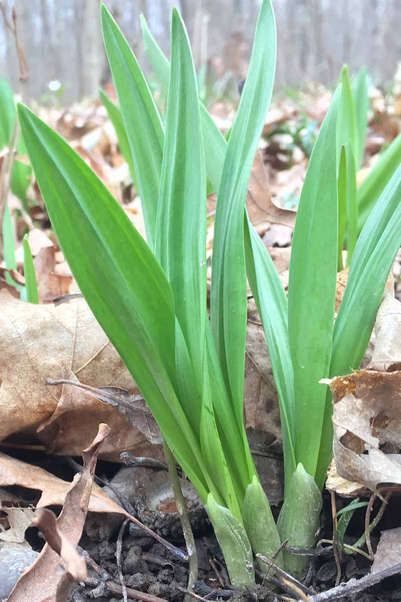 A vertical close up of Allium burdickii growing wild amongst fallen leaves in the forest.