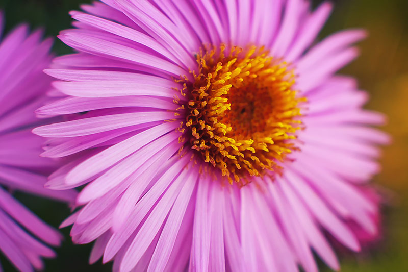 a close up of a bright pink flower with yellow center of the 'Andenken an Alma Pötschke' cultured on a soft focus background.