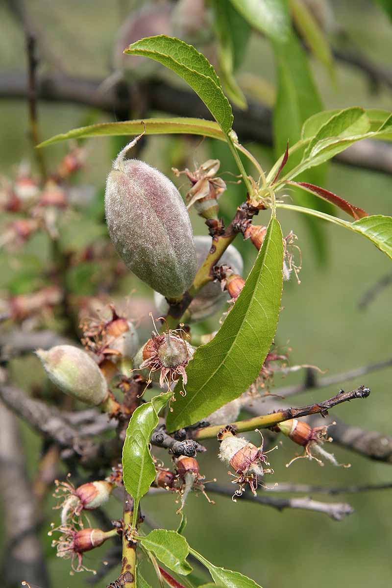 A close up vertical picture of an almond growing on the tree and the hull has yet to start splitting open.
