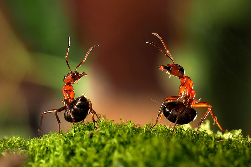 A close up of two ants on a green surface in bright light on a soft focus background.