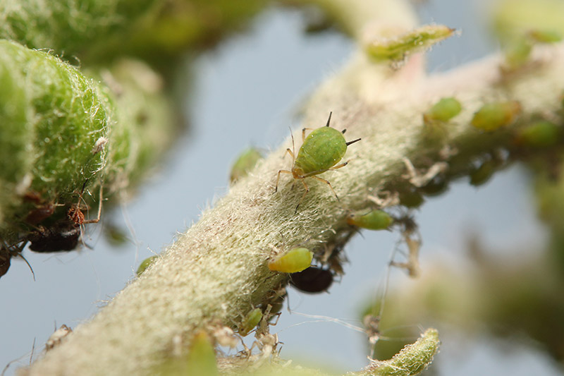 A close up of small green aphids feeding on a branch on a soft focus background.