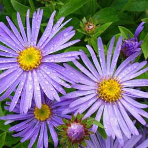 Close up of blue purple aster flowers with yellow centers.