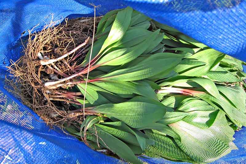 A close up of a blue bag containing freshly foraged Allium tricoccum plants with bright green leaves, white and purple stems, and roots still attached, pictured in bright sunshine.