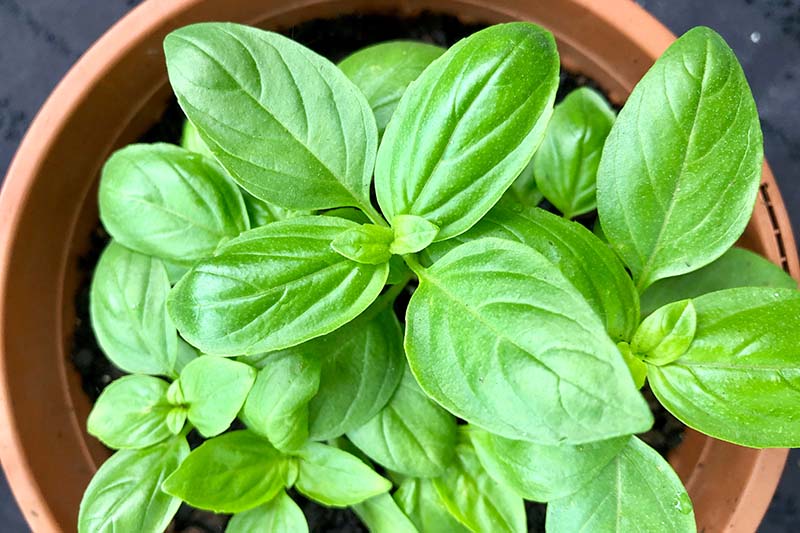 A close up top down picture of a basil plant growing in a terra cotta pot.
