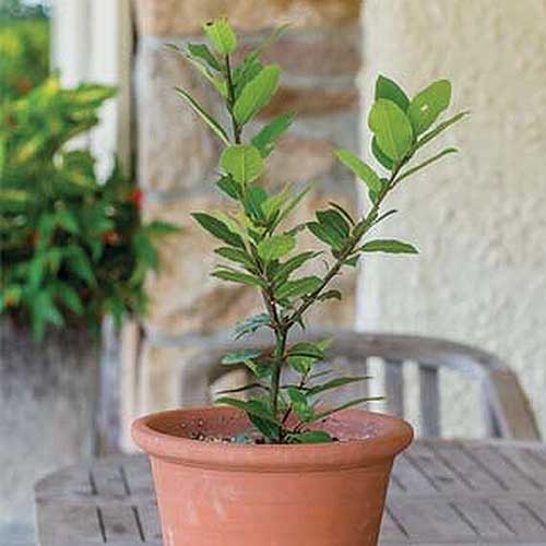 A close up picture of a small bay laurel tree in a terra cotta pot set on a wooden table.