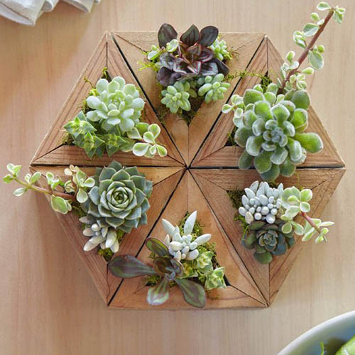A close up top down picture of a succulent arrangement set on a wooden surface.