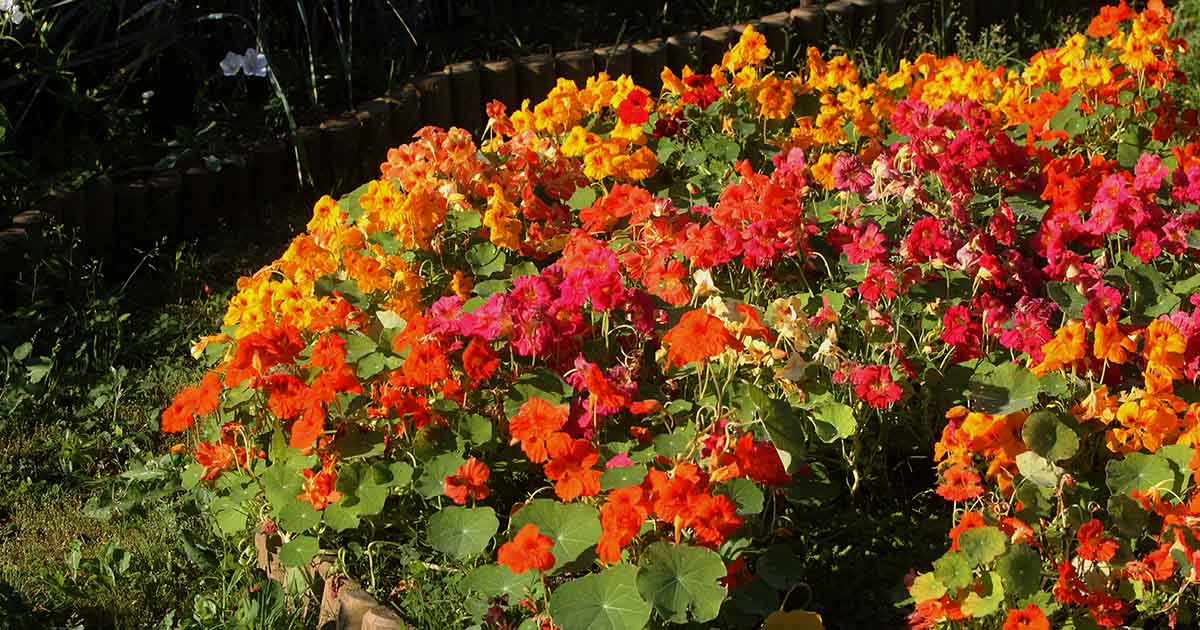 15 Of The Best Nasturtium Varieties Gardener S Path