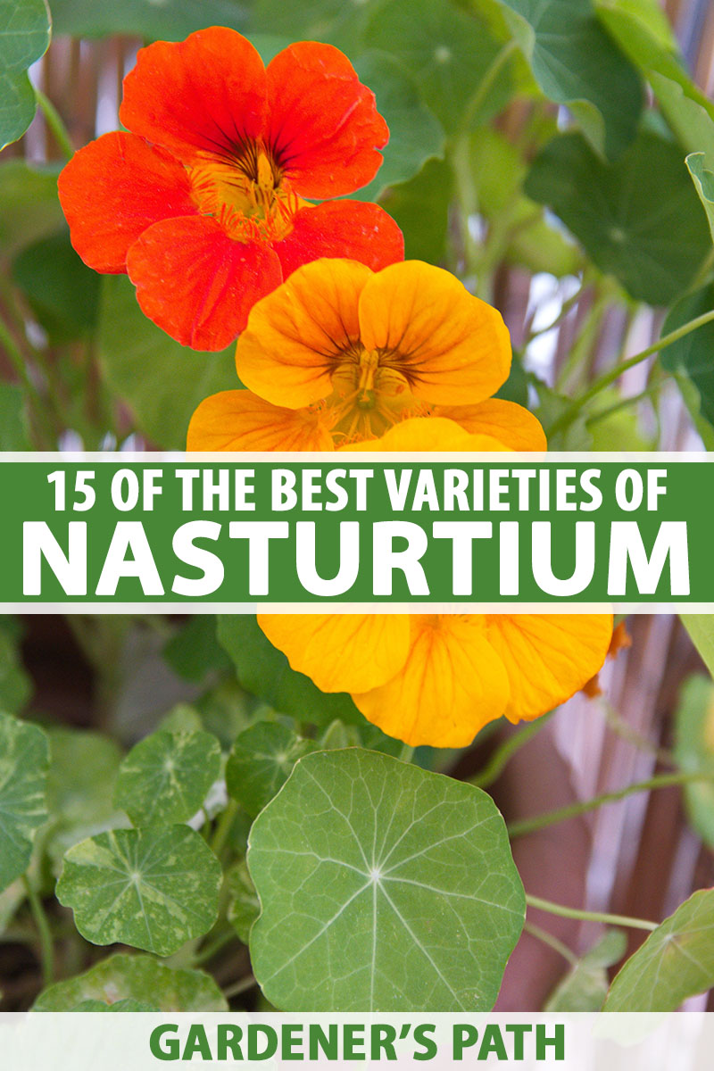 15 Of The Best Nasturtium Varieties Gardener S Path