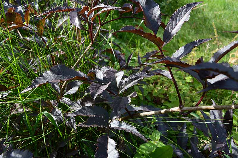 A close up of the dark purple foliage of the 'Black Beauty' Sambucus nigra cultivar, with green grass in soft focus in the background.