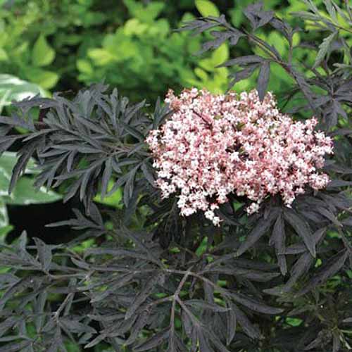 A close up of the flowers and lacy foliage of the 'Black Lace' Sambucus nigra cultivar, growing in the garden on a soft focus background.
