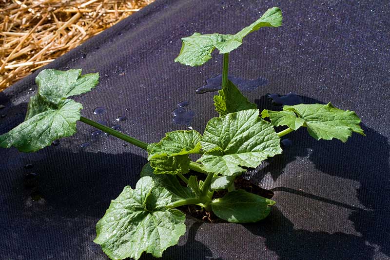 A close up of a young melon plant growing in bright sunshine surrounded by black landscape fabric.