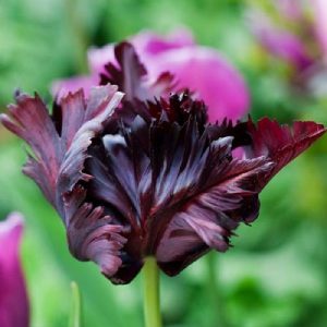 How to Grow and Care for Parrot Tulips in the Spring Garden