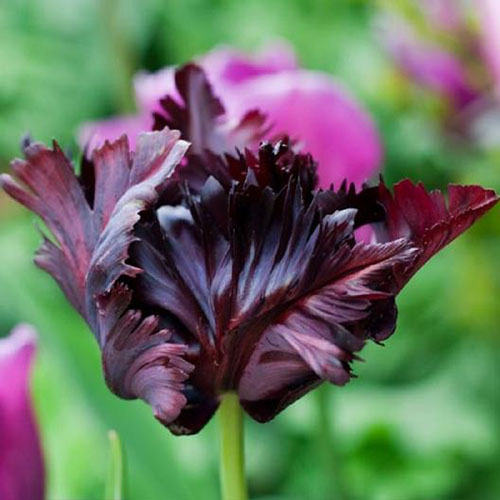 A close up of the 'Black Parrot' bloom with distinctive ruffled edges and dark color, on a green soft focus background.