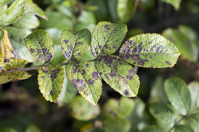 A close up of the leaves of a rose plant suffering from black spot. The green leaves are turning black in the center and at the edges. The background is foliage in soft focus.