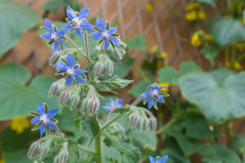 A close up of the delicate blue flowers of Borago officinalis growing in the garden on a soft focus background.