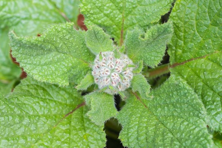 Borage Root How to Use Borage as a Cover Crop | Gardener's Path