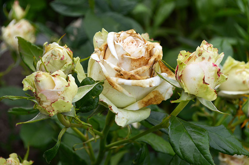 A close up of a rose bloom suffering from the disease botrytis blight, where the petals go brown and dry out, eventually dropping from the plant.