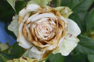 How to Identify and Treat Common Rose Diseases