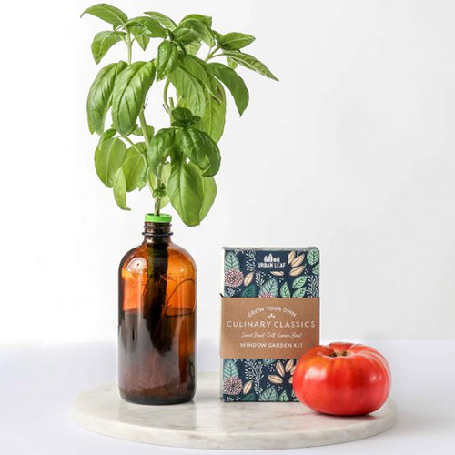 A close up of the Culinary Classics Bottle Garden Kit contents, showing a bottle with a basil plant growing in it and a box and a tomato next to it, set on a marble surface on a white background.