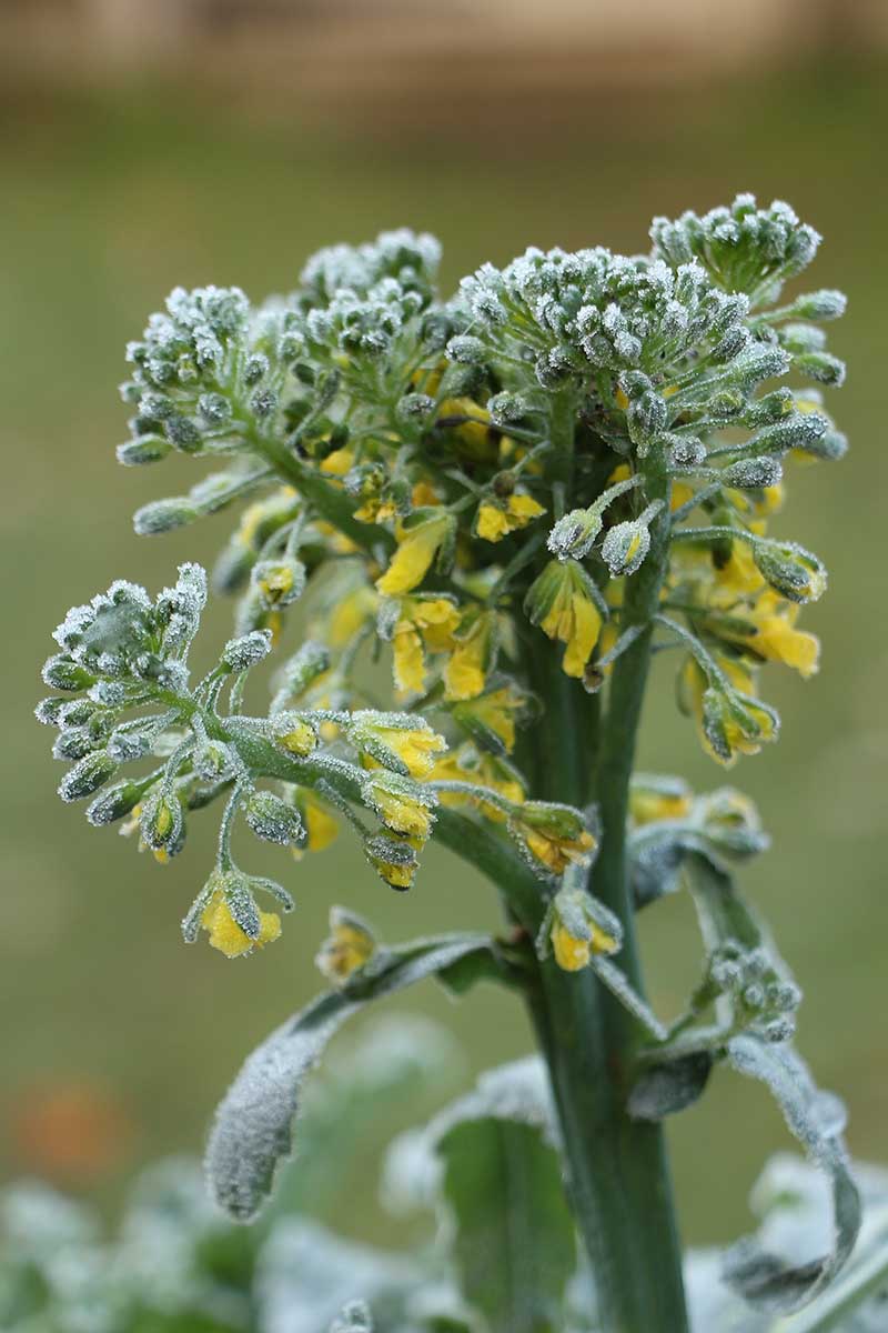 A close up vertical picture of a broccoli floret growing outdoors covered in a light frost, pictured on a soft focus background.