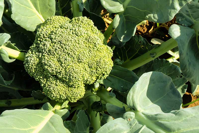 A top down close up of a mature broccoli head growing in a container in the garden pictured in bright sunshine.