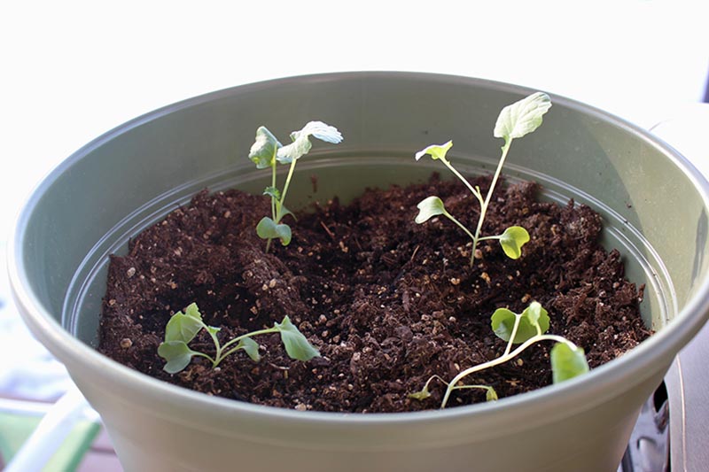A close up of Brassica oleracea var italica seedlings growing in rich soil in a green plastic pot on a white background.
