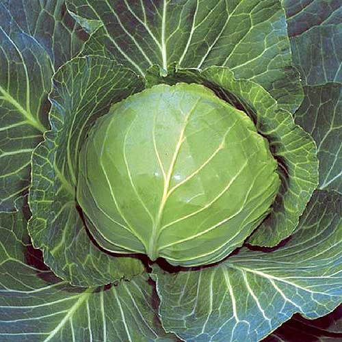 A close up top down picture of a 'Brunswick' cabbage growing in the garden ready for harvest.