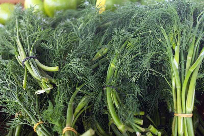 A close up of freshly harvested dill tied together with elastic bands at a farmers market.