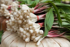 A close up picture of bunches of ramps at a farmer's market with the roots removed, the bulbs cleaned, held together with elastic bands, on a soft focus background.