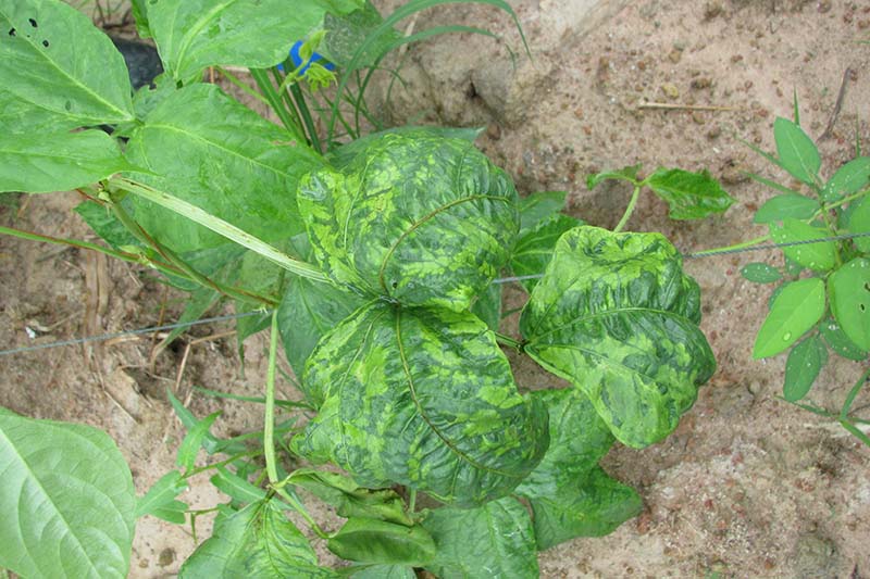 A close up top down picture of Phaseolus vulgaris suffering from mosaic virus that causes the foliage to be discolored.