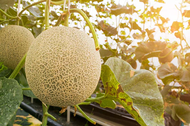 A close up of a ripe cantaloupe melon growing on the vine with foliage and filtered sunshine in soft focus in the background.