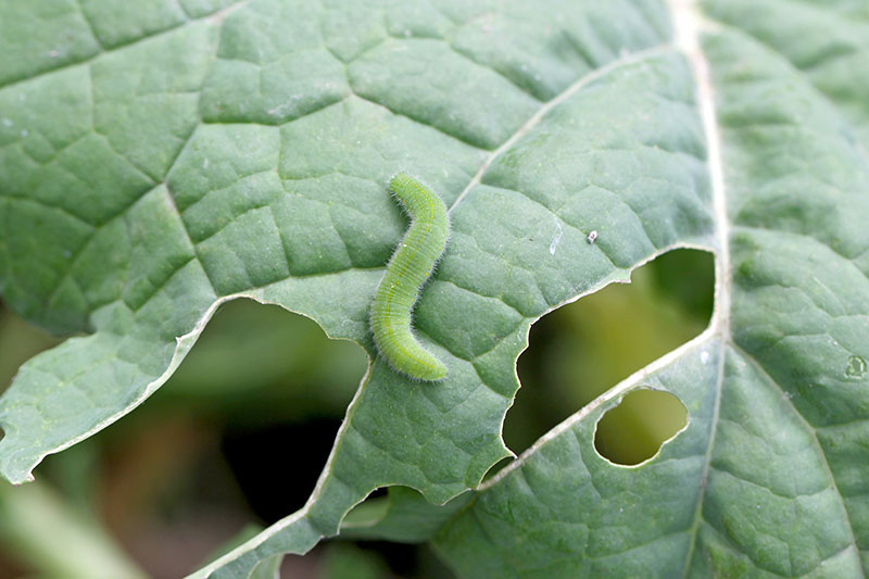 A close up of a small caterpillar on the leaf of a plant growing in the garden.