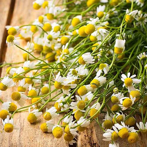 A close up of chamomile, freshly harvested with green stems and white and yellow flowers set on a wooden surface.