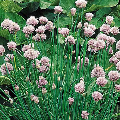 A close up of chives growing in garden with purple flowers on a soft focus background.
