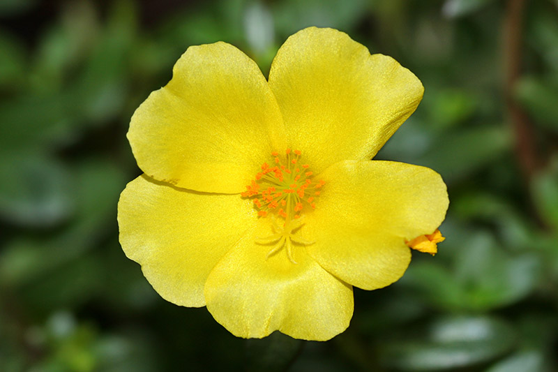 A close up of a bright yellow Portulaca oleracea flower pictured in bright sunshine on a soft focus background.