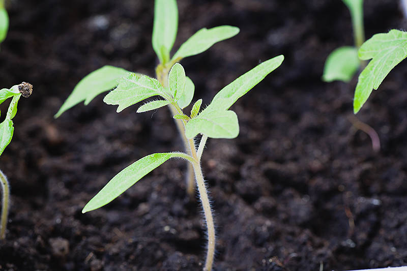 A close up of a tiny seedling with the first true leaves starting to appear with rich, dark soil in soft focus in the background.