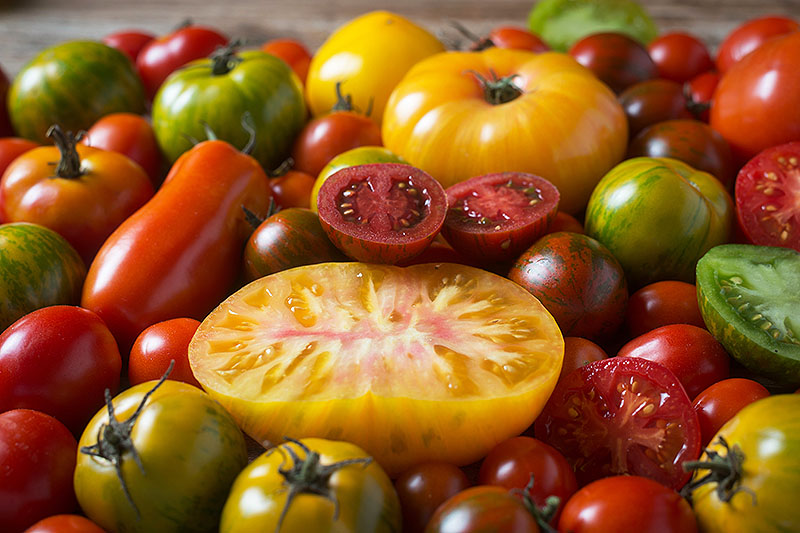 Colorful Tomatoes Freshly Harvested - نشاء گوجه فرنگی چگونه کشت می شود