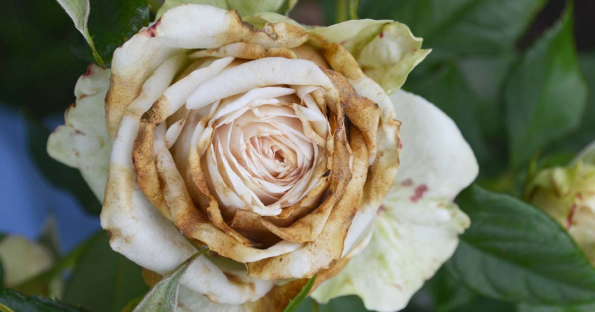 How To Identify And Treat Common Rose Diseases Gardener S Path