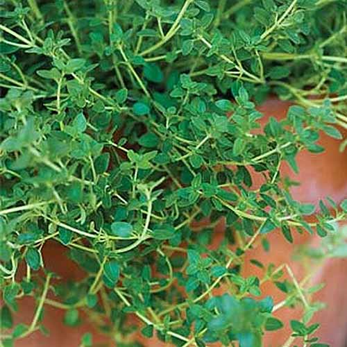 A close up of a common thyme plant growing in a terra cotta container.