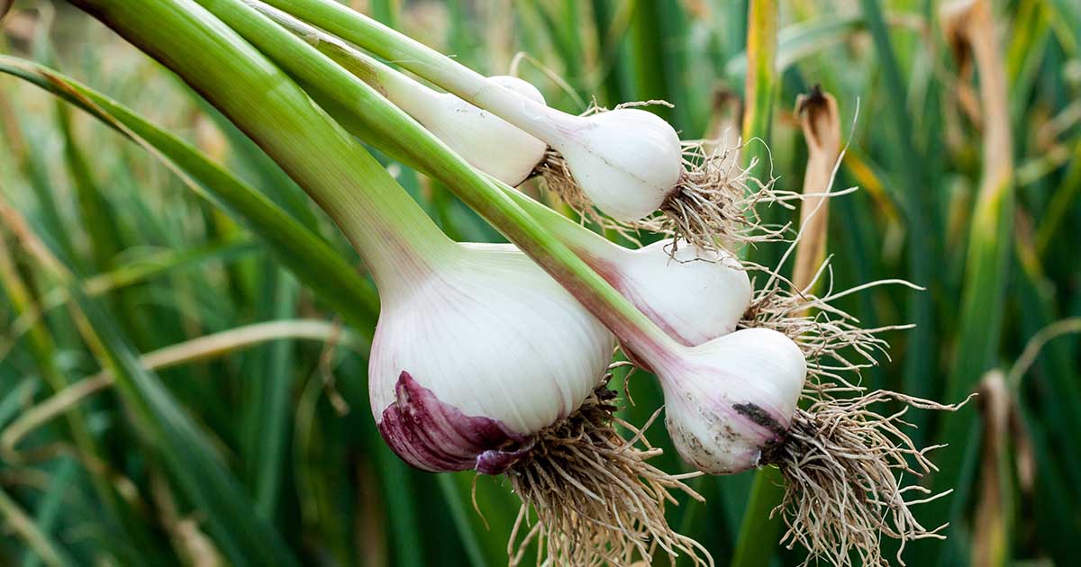 Image of a close-up of strawberry and garlic plants